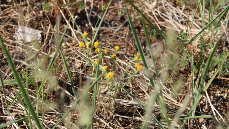 Let me take you for a walk … #edav #finow #flugplatzeberswalde #premier1 #beechcraft #rb-60 #aviationisourpassion #summer #finow #finowairservice #finowairbase #pilotslife #businessjet #businessaviation #generalaviation #aviation #aviationlovers🛩❤️ #jet #business
